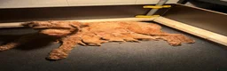 Labradoodle honden te koop: Labradoodle pups  - Advertentie 38