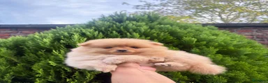 Pomeriaan 3