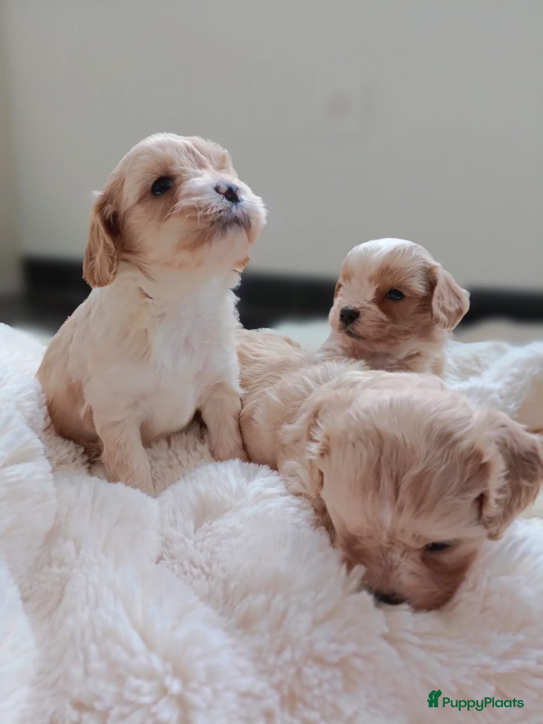 Cavapoo honden te koop: Leuke Cavapoo pups! - Advertentie 5