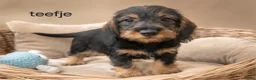 Ruwhaar Teckel honden te koop: Super mooie dwergteckel (tekkel) pups - Advertentie 7