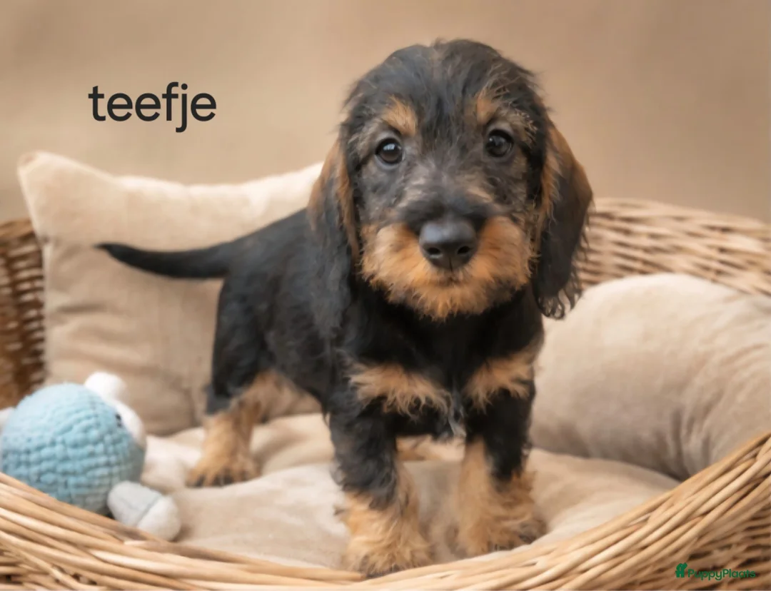 Ruwhaar Teckel honden te koop: Super mooie dwergteckel (tekkel) pups - Advertentie 7