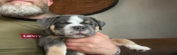 Old English Bulldog honden te koop: Prachtige Bulldog puppies - Advertentie 18