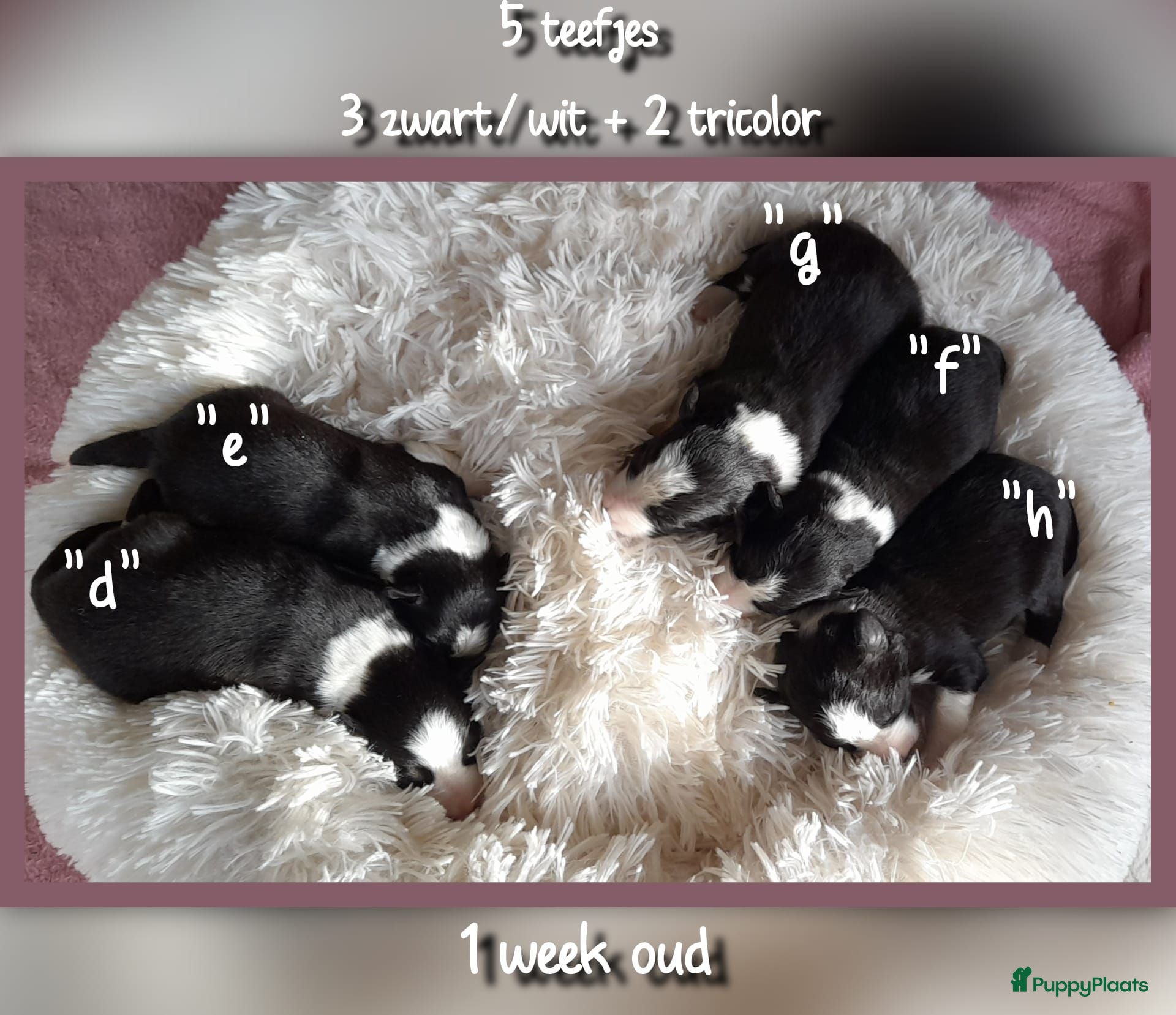 Border Collie honden Prachtige, raszuivere Border Collie puppy's - Advertentie 2