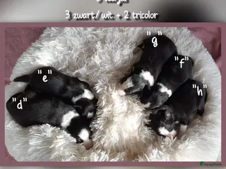 Border Collie honden Prachtige, raszuivere Border Collie puppy's - Advertentie 3