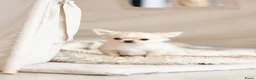 Chihuahua honden te koop: Chihuahua – kleine pups met een groot karakter! - Advertentie 2