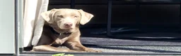 Kruising honden te koop: Labrador weimaraner/Labrador herder pups - Advertentie 14