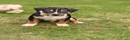 Amerikaanse Bully honden te koop: American Bully xl puppy’s  in Eindhoven - Advertentie 11
