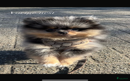 Pomeriaan honden te koop: Pomeriaan pups  - Afbeelding 4