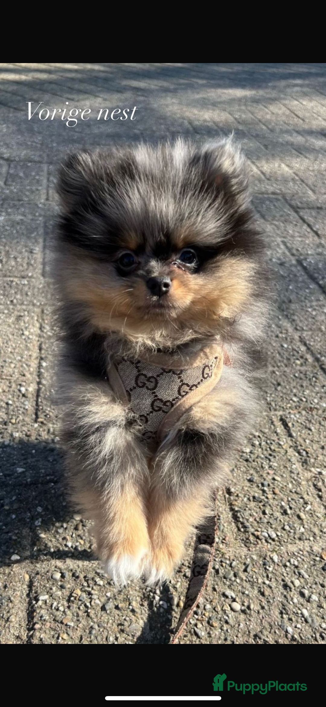 Pomeriaan honden te koop: Pomeriaan pups  - Afbeelding 4