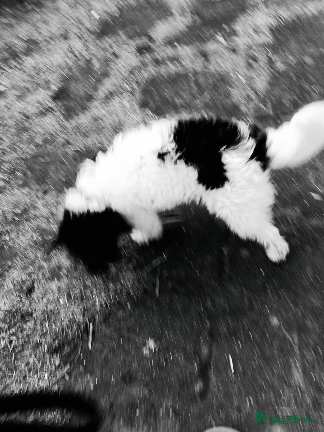 Kruising honden te koop: Maltipoo pup - Advertentie 13