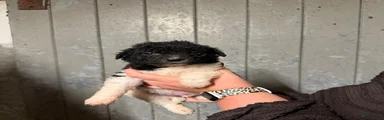 Wetterhoun 2