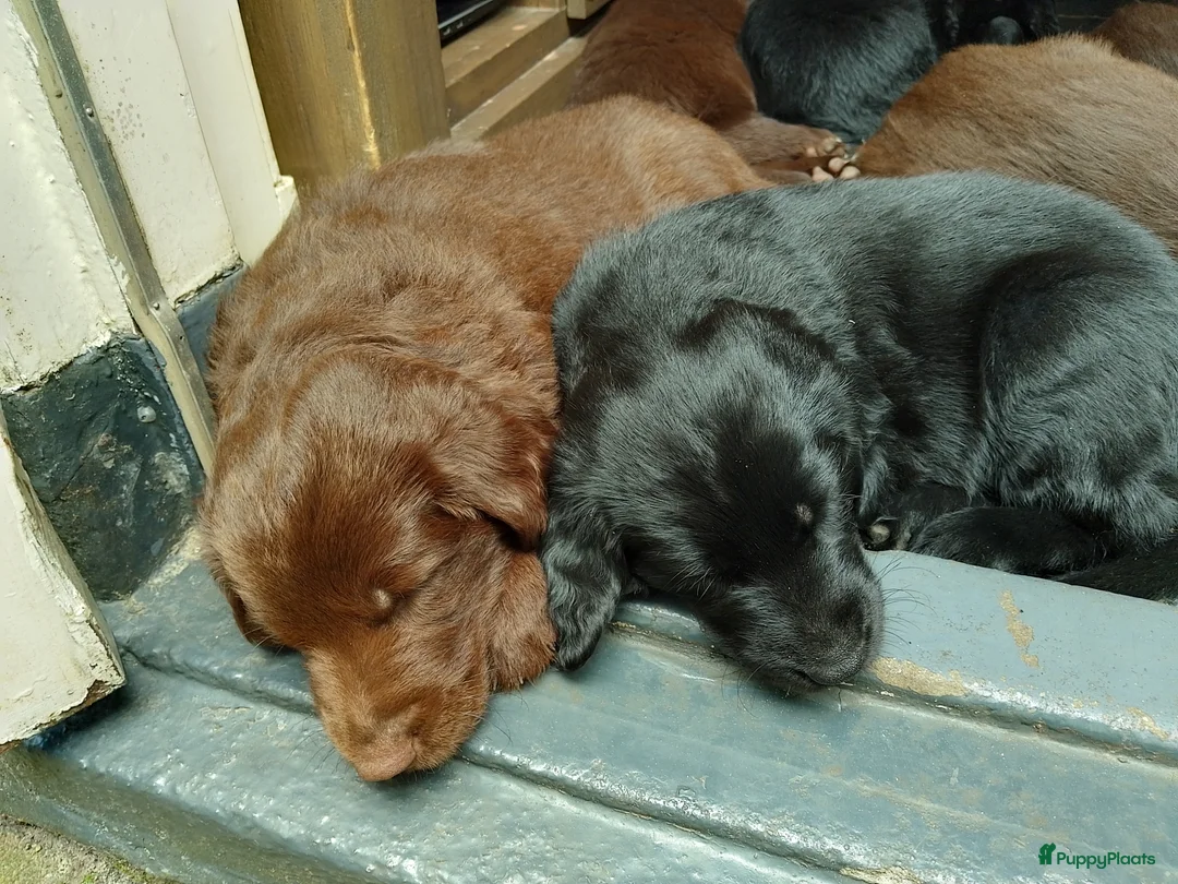 Galerij afbeelding {{count}}