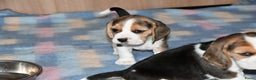 Beagle honden te koop: Prachtige Beagle pups - Advertentie 3