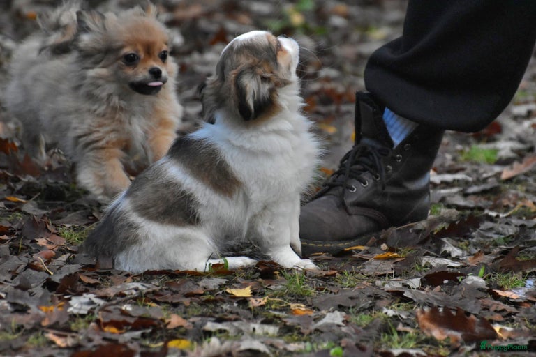 Galerij afbeelding {{count}}