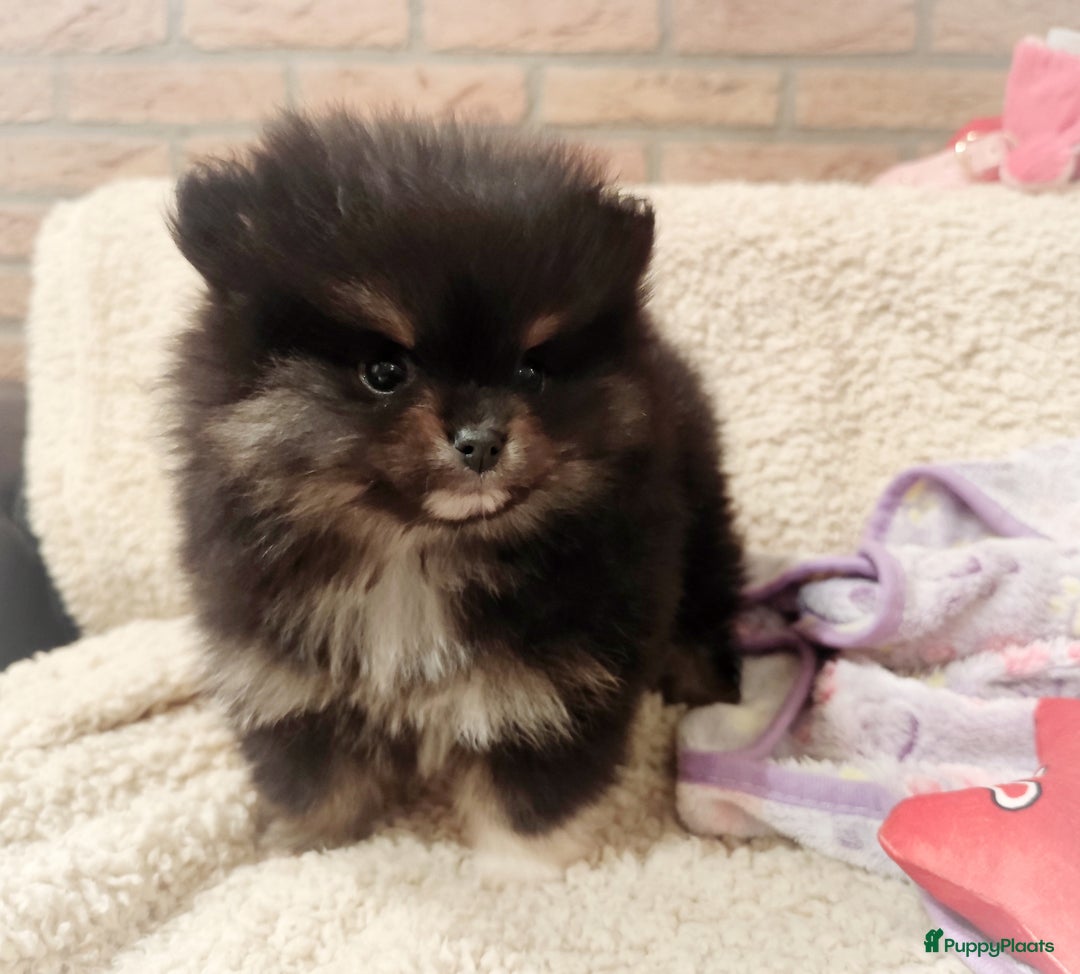 Pomeriaan honden te koop: Super snoezige mini pomeranian puppy ❤️ - Advertentie 3