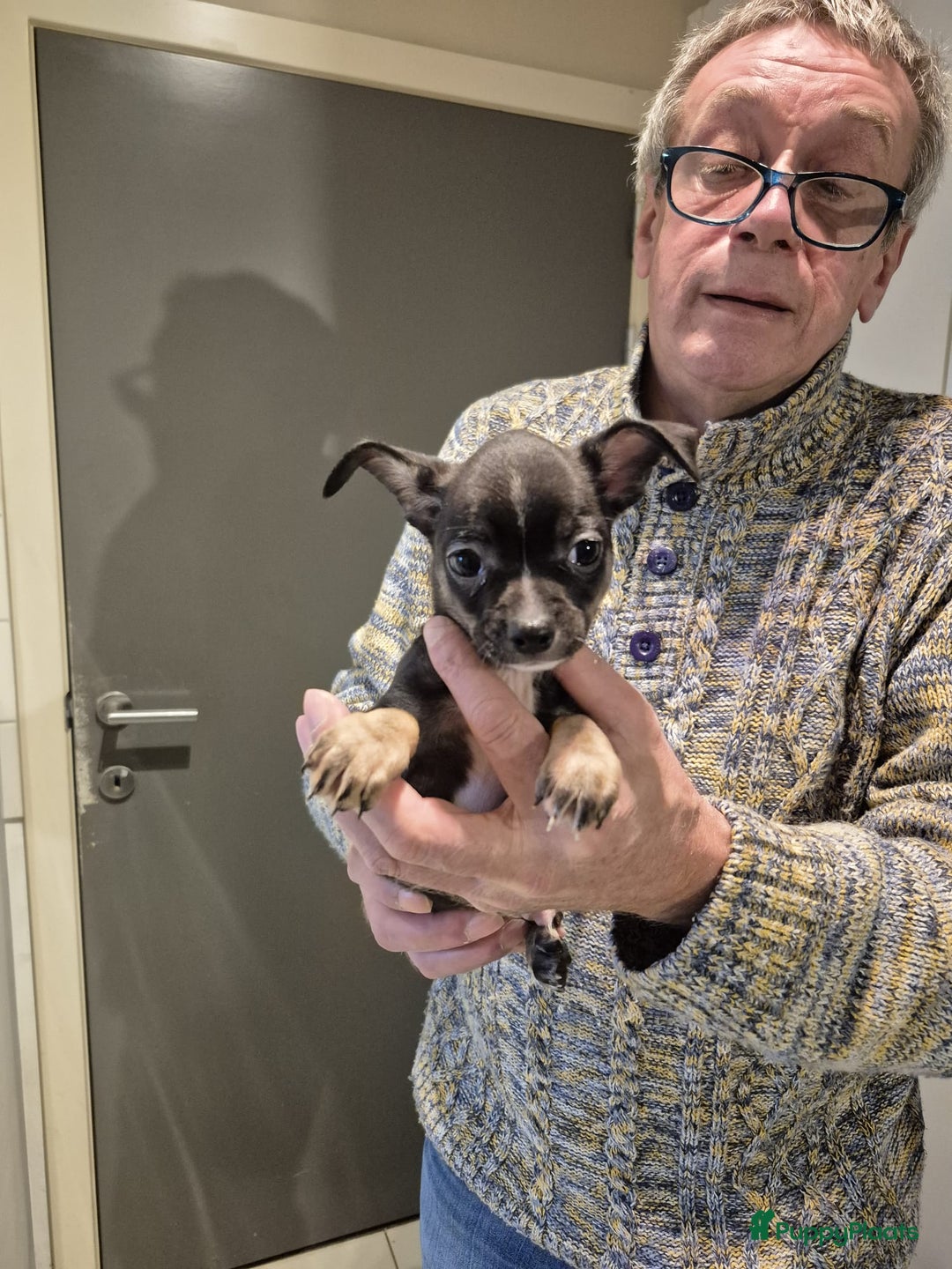 Chihuahua honden te koop: Kortharig chihuahua reutje - Advertentie 4