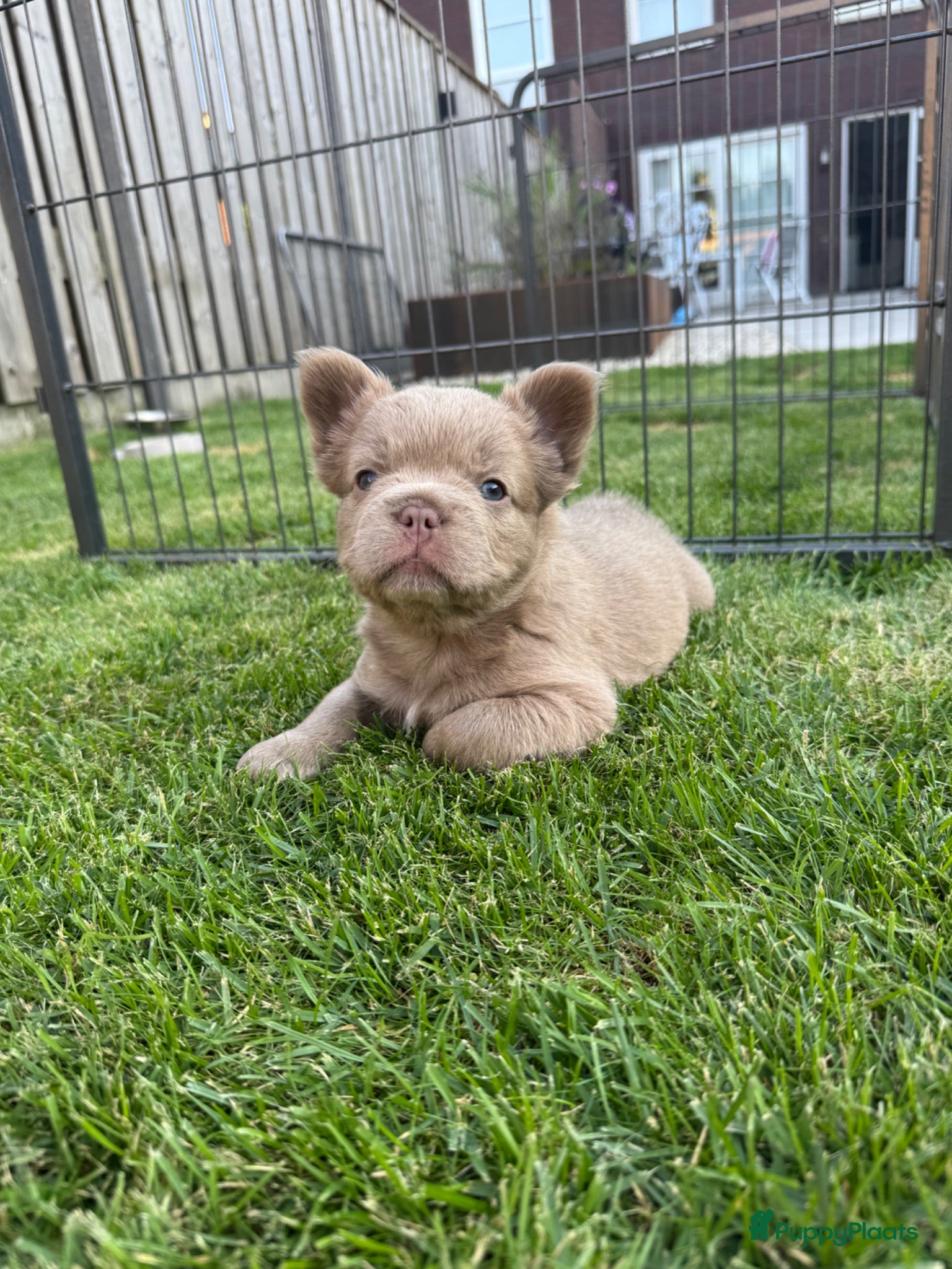 Franse Bulldog honden Fluffy Franse bulldog fluffy frenchie - Advertentie 2