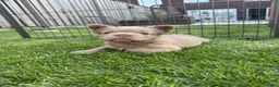 Franse Bulldog honden te koop: Fluffy Franse bulldog fluffy frenchie - Advertentie 2