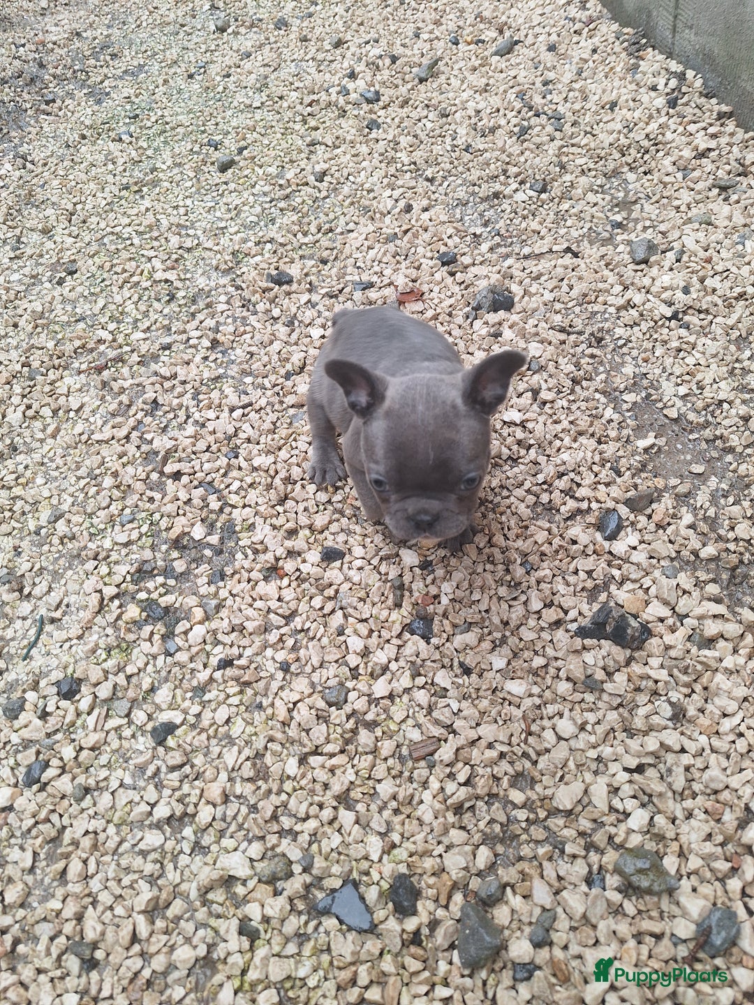 Franse Bulldog honden te koop: Nieuwe franse bulldog pups.  - Advertentie 9