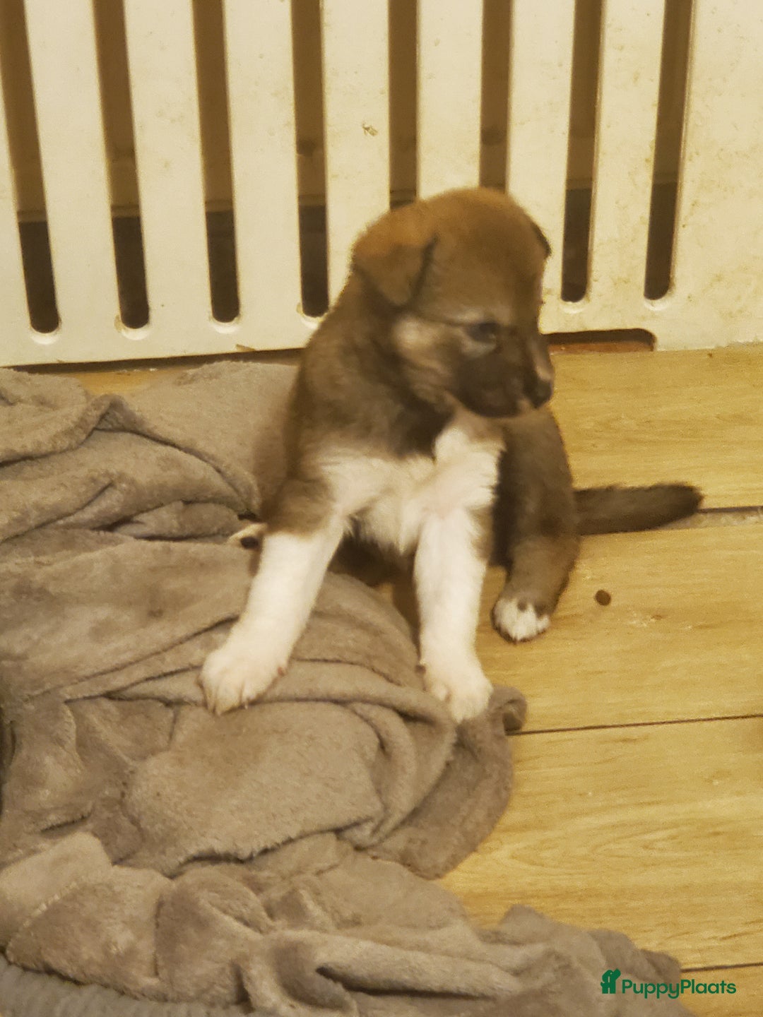 Kruising honden te koop: Kruising pups herder/husky - Advertentie 6