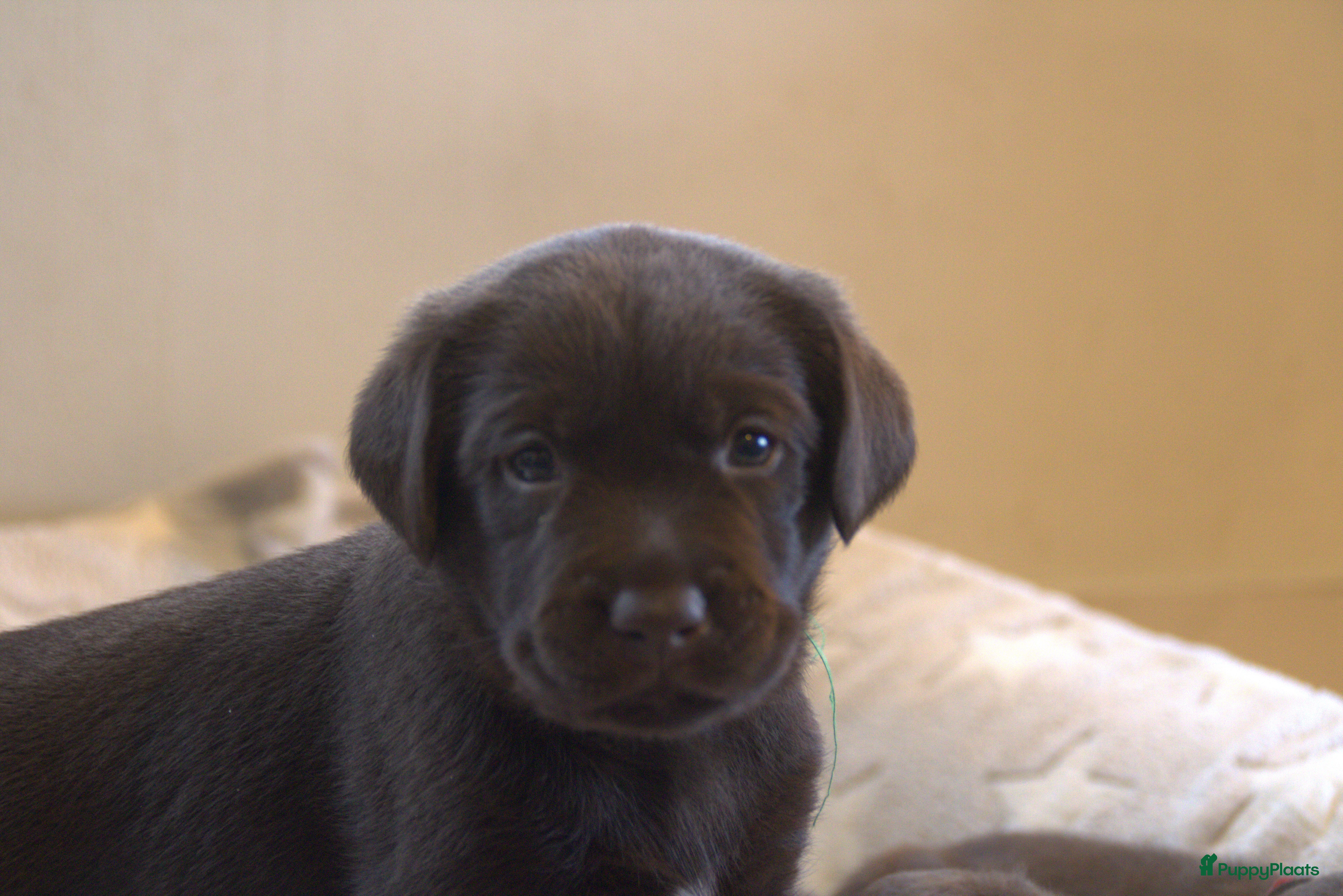 Labrador Retriever honden Prachtige chocoladebruine Labrador pups - Advertentie 3
