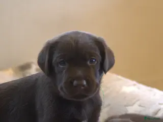 Labrador Retriever honden Prachtige chocoladebruine Labrador pups - Advertentie 3