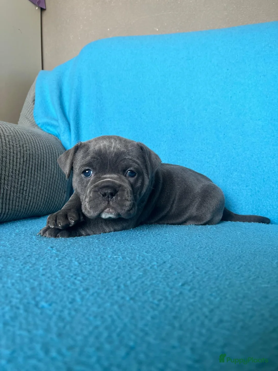 Old English Bulldog honden te koop: Super lieve Old English Bulldog pups - Advertentie 5