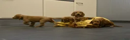 Engelse Cocker Spaniel honden te koop: Engelse Cocker Spaniel pups - Advertentie 21