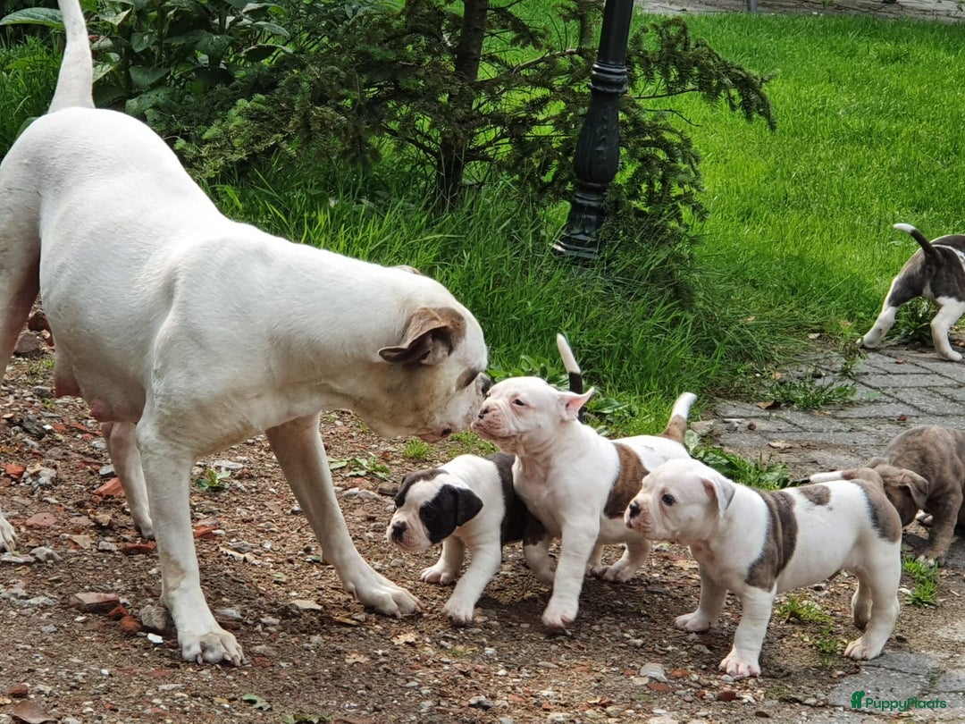 Amerikaanse Bulldog honden te koop: Supermooie Amerikaanse bulldog pups met stamboom - Afbeelding 8