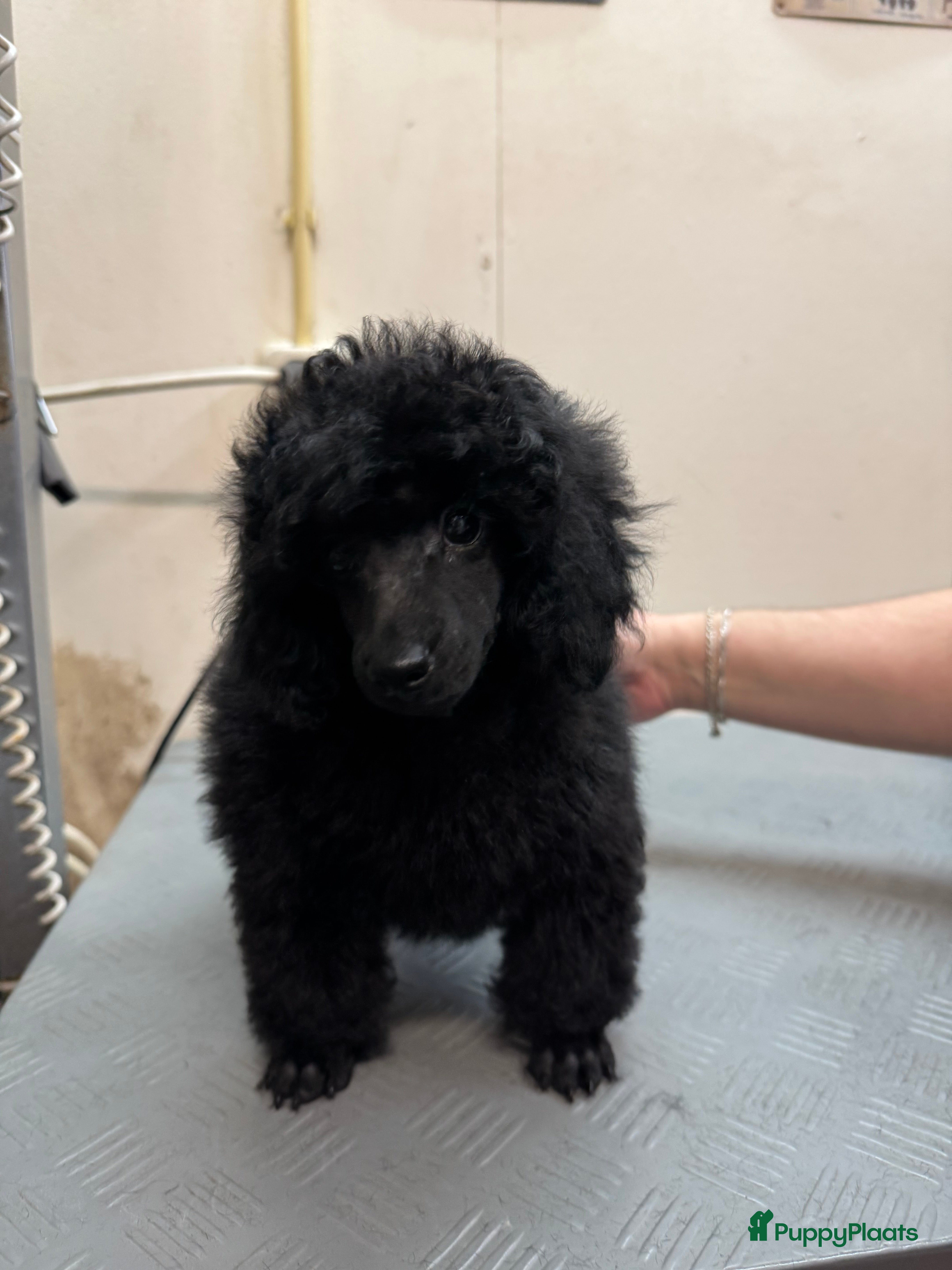 Dwergpoedel honden Dwerg poedel pup met stamboom (fci) - Advertentie 1