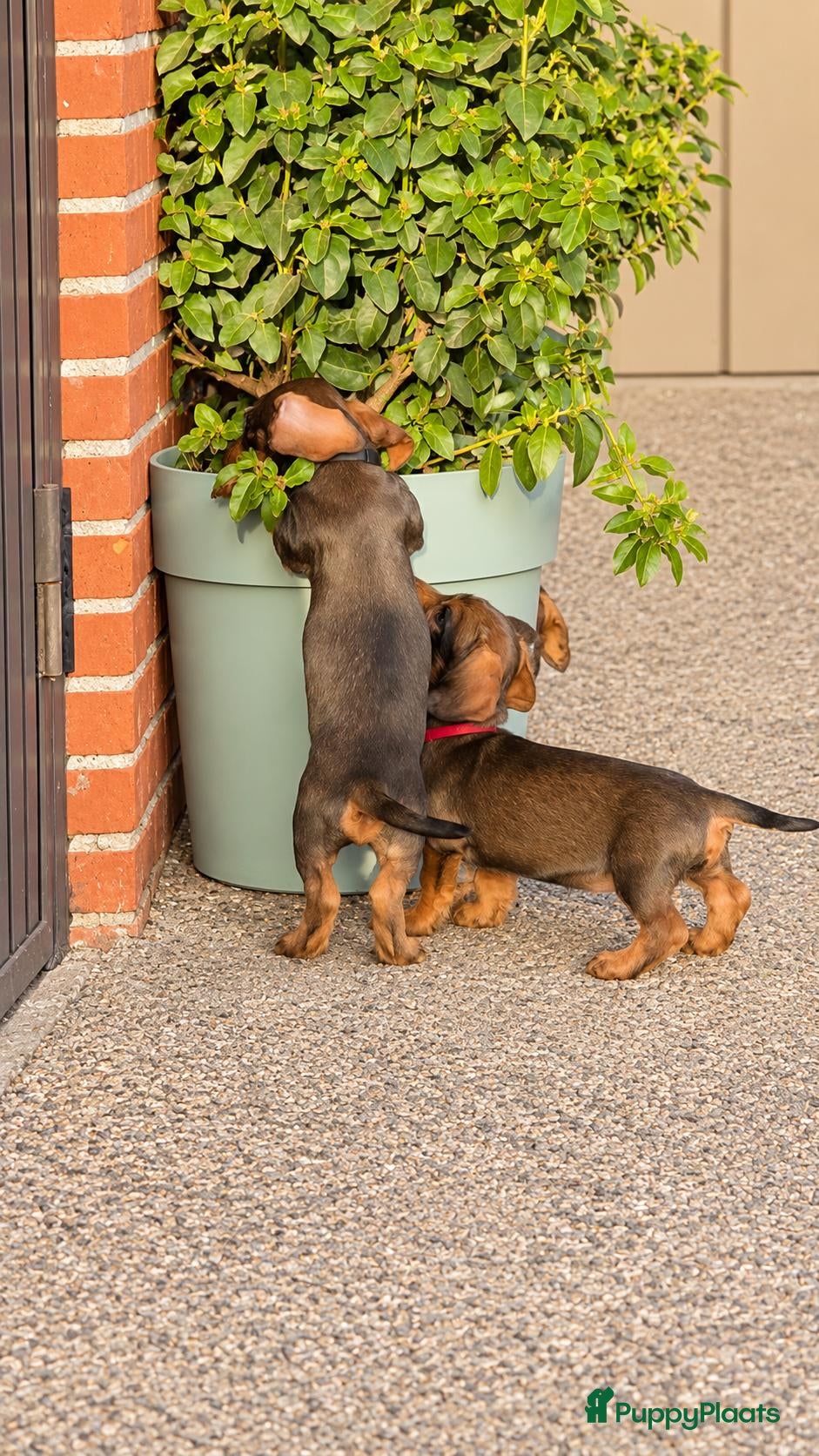Ruwhaar Teckel honden Ruwharige dwergteckel pups belgië - Advertentie 2
