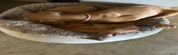 Rhodesian Ridgeback honden te koop: 10 prachtige Rhodesian Ridgeback pups te koop - Advertentie 9