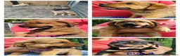 Kruising honden te koop: Rottweiler x moskovitische waakhond - Advertentie 1