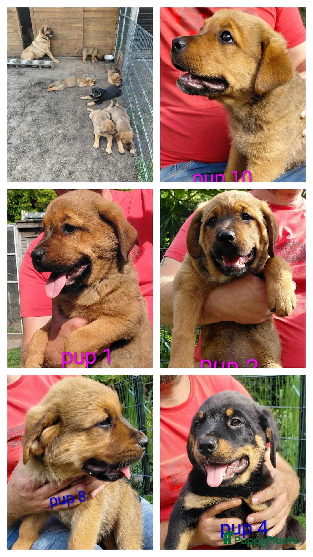 Kruising honden te koop: Rottweiler x moskovitische waakhond - Advertentie 1