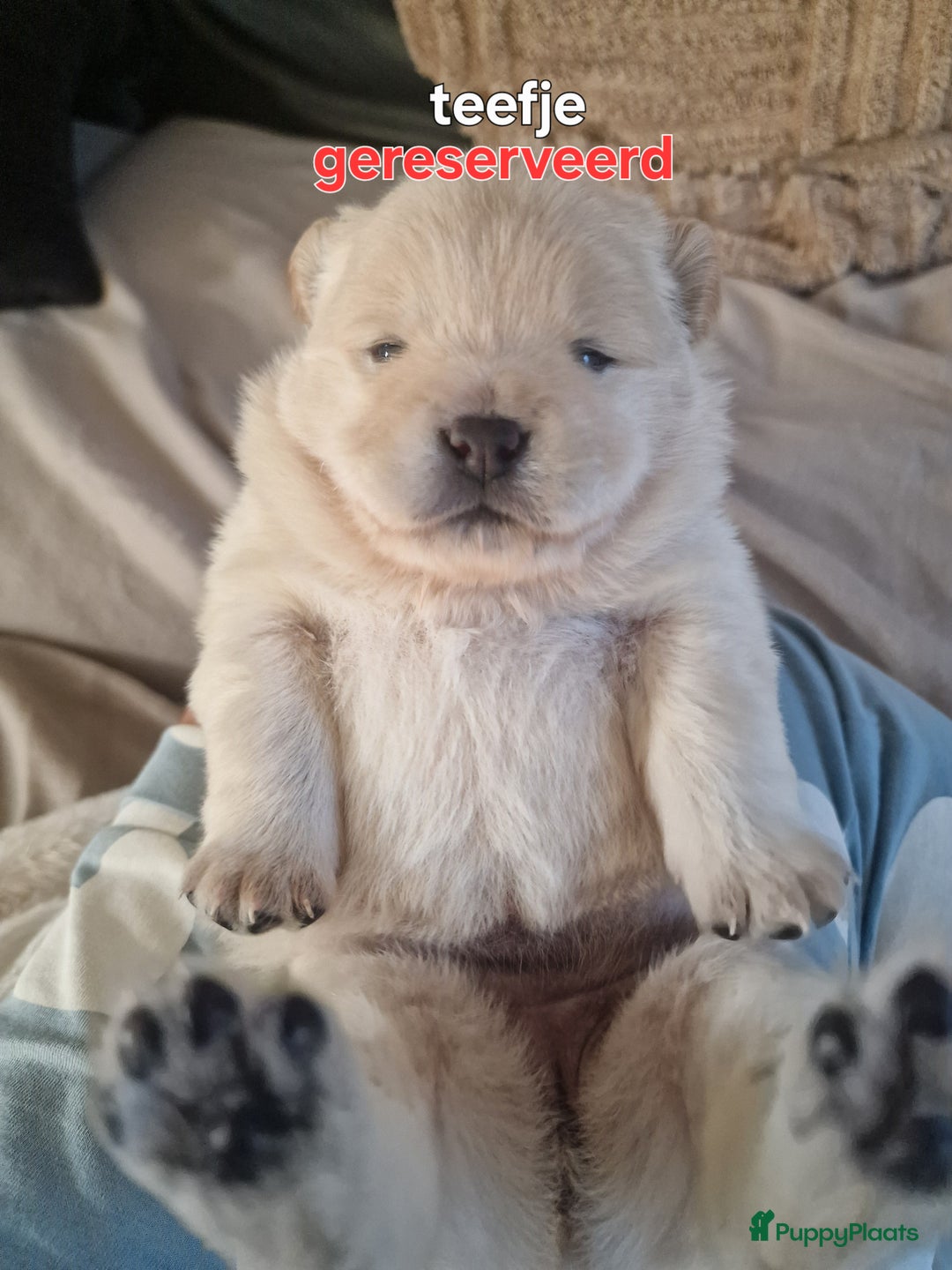 Chow Chow honden te koop: Chow chow pups : Allemaal gereserveerd - Advertentie 6
