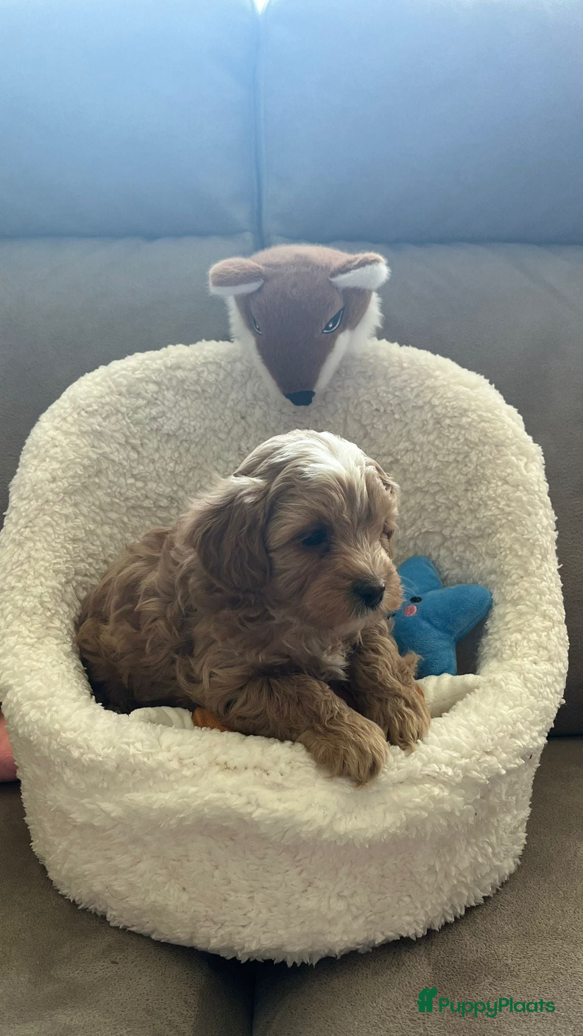 Maltipoo honden Maltipoopups  - Advertentie 1