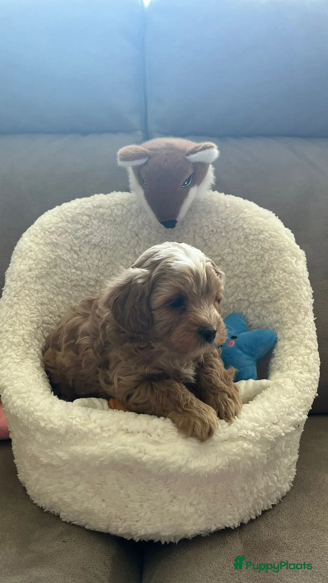 Maltipoo honden te koop: Maltipoopups  - Advertentie 1