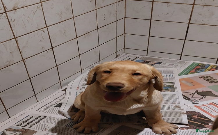 Labrador Retriever honden - Advertentie 2