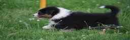 Australian Shepherd honden te koop: Australian shepherd pups - Advertentie 8