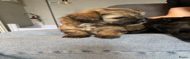 Puppy 4