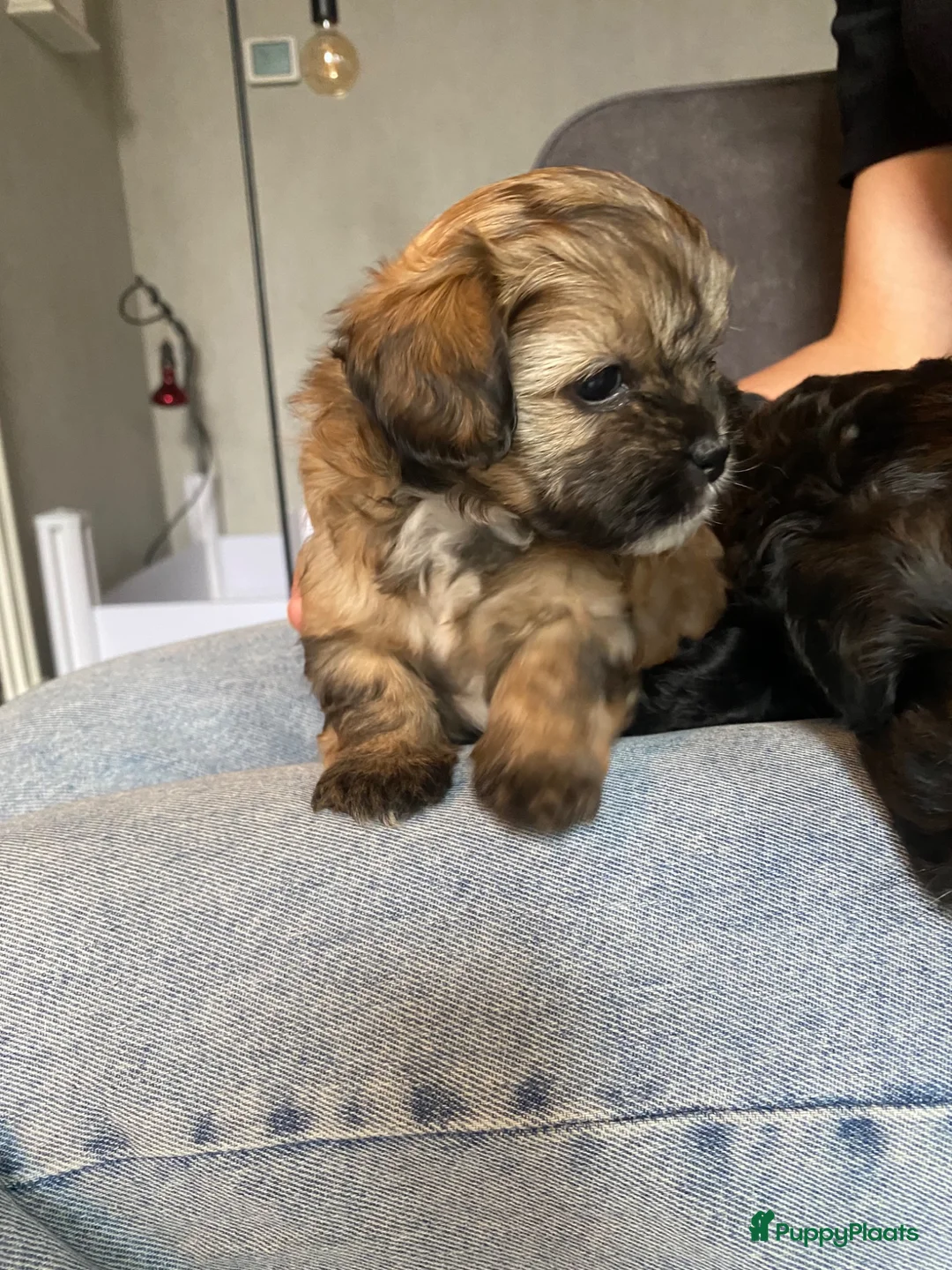 Shihpoo honden te koop: Prachtige shihpoo pups 1 reutje en 4 teefjes - Advertentie 28