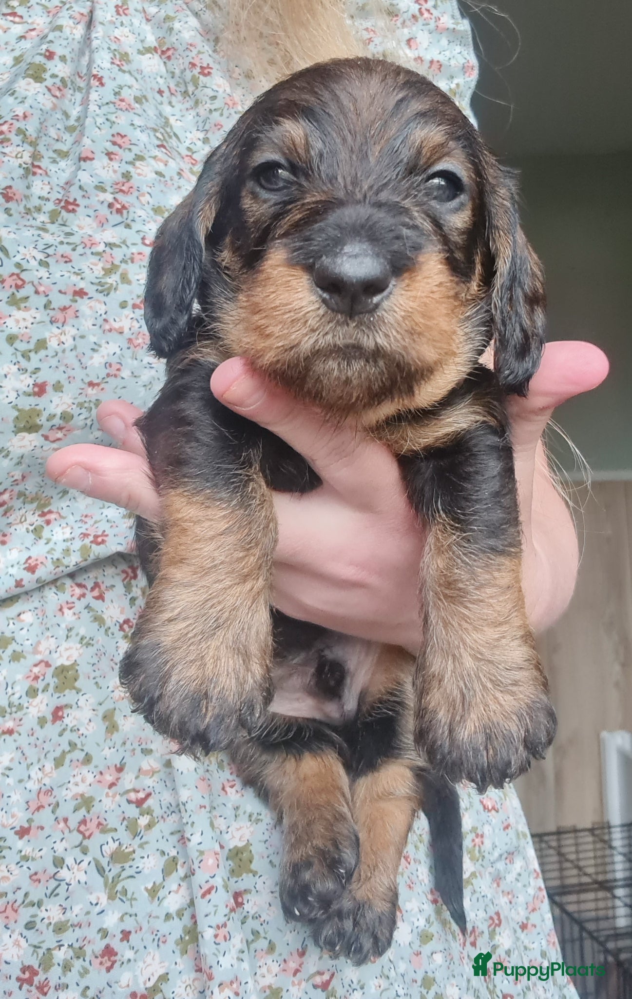 Ruwhaar Teckel honden Standaard ruwhaar teckel pups - Advertentie 1