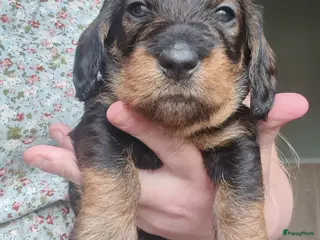 Ruwhaar Teckel honden Standaard ruwhaar teckel pups - Advertentie 2