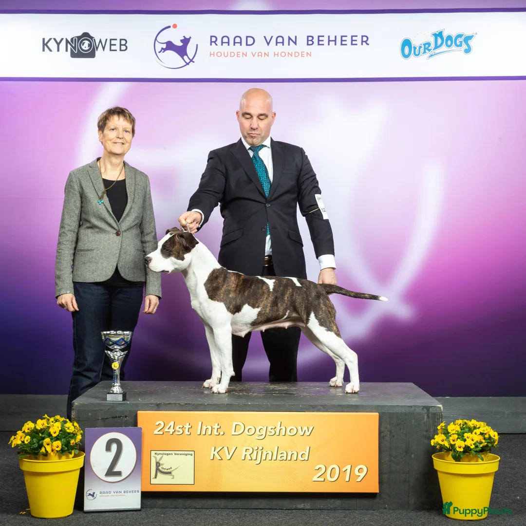 Galerij afbeelding {{count}}