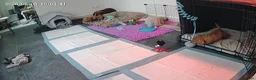 Teckel (korthaar)  honden te koop: Dwergteckel pup kortharig cream blond!!! - Advertentie 4