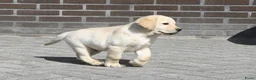 Labrador Retriever honden te koop: Knappe Labrador pups met stamboom ! - Advertentie 27