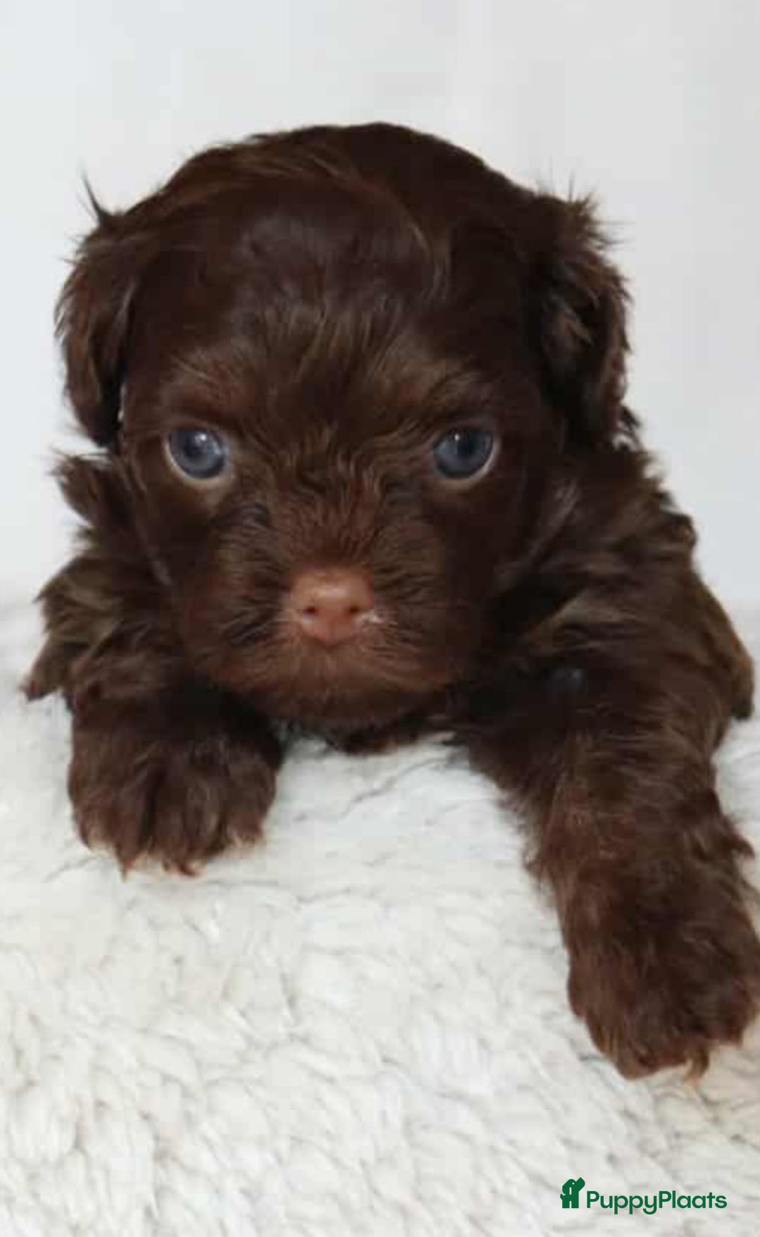 Bolonka Zwetna honden te koop:  We hebben nog 1 ♂️ bolonka zwetna beschikbaar  - Advertentie 7