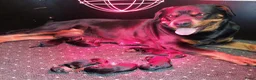 Rottweiler honden te koop: Rottweiler pup 1 teefje nog beschikbaar  - Advertentie 8
