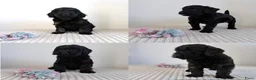 Cockapoo honden te koop: Cockapoo Cocker spaniel - Advertentie 2