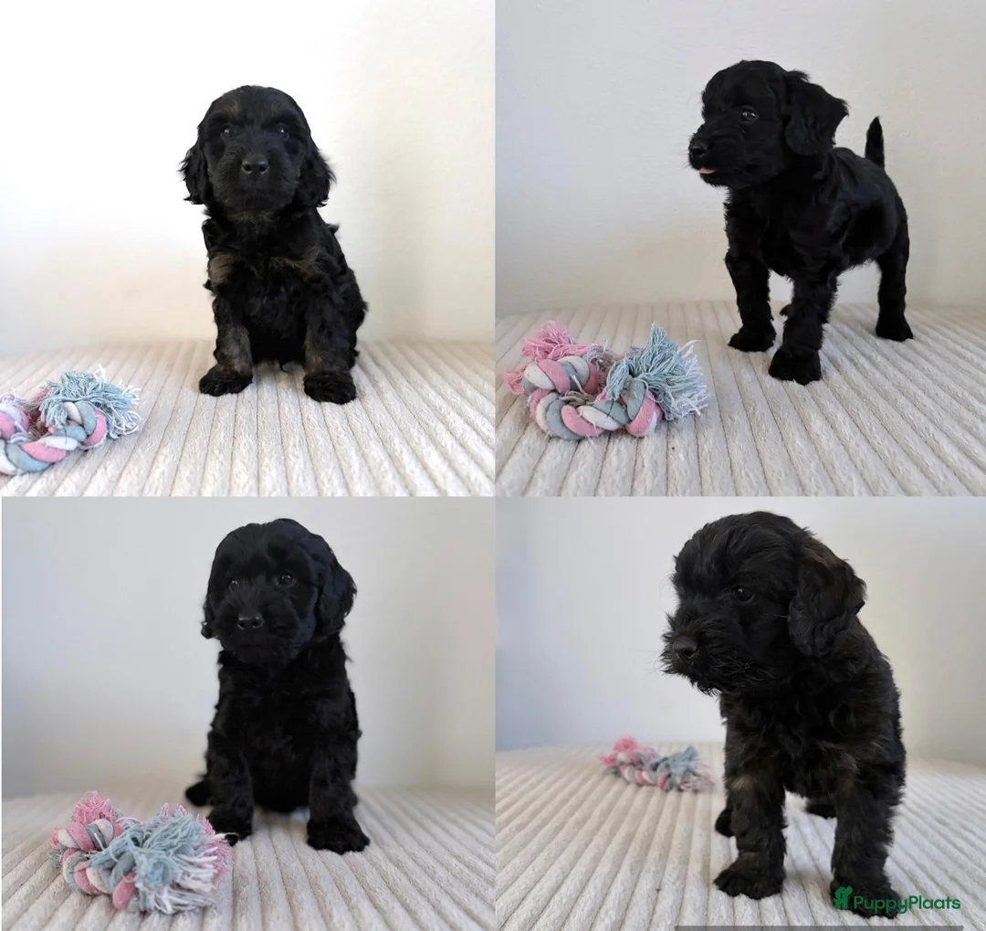 Cockapoo honden te koop: Cockapoo Cocker spaniel - Advertentie 2